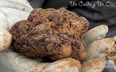 Tuber melanosporun….o trufa negra